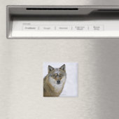 Canis lupus, Looking at Camera,ドイツ,ヨーロッパ マグネット (インサイチュ (食洗機))