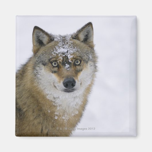 Canis lupus, Looking at Camera,ドイツ,ヨーロッパ マグネット (正面)