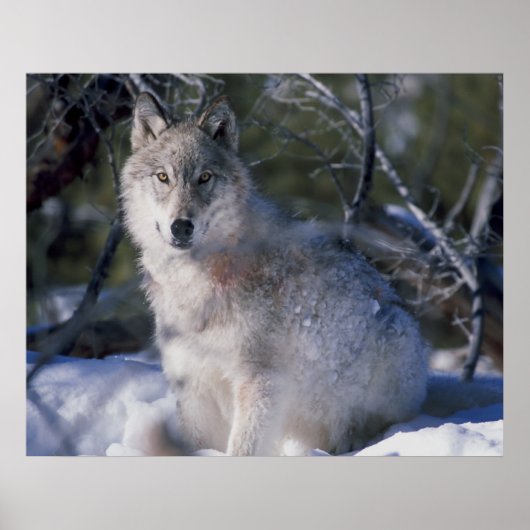 Canis_lupus_wolf野生の狼 ポスター (正面)