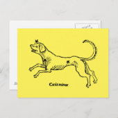 Canis Minor, 1482 ポストカード (正面/裏面)