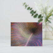 Canna Lily葉~葉書 ポストカード (スタンド正面)