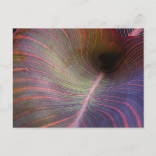 Canna Lily葉~葉書 ポストカード (正面)