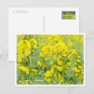 Canola Flowers ポストカード