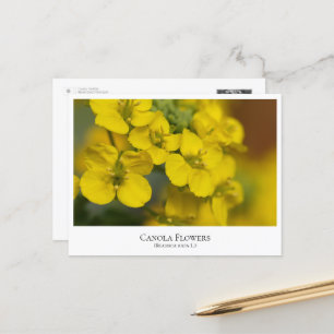 Canola Flowers ポストカード