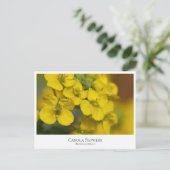Canola Flowers ポストカード (スタンド正面)