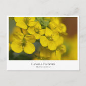 Canola Flowers ポストカード (正面)