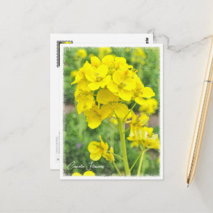 Canola Flowers ポストカード