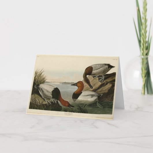 Canvas backed Duck from Audubon's Birds of America カード (正面)