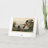 Canvas backed Duck from Audubon's Birds of America カード (裏面)