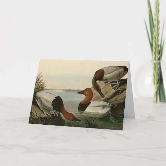 Canvas backed Duck from Audubon's Birds of America カード (正面)