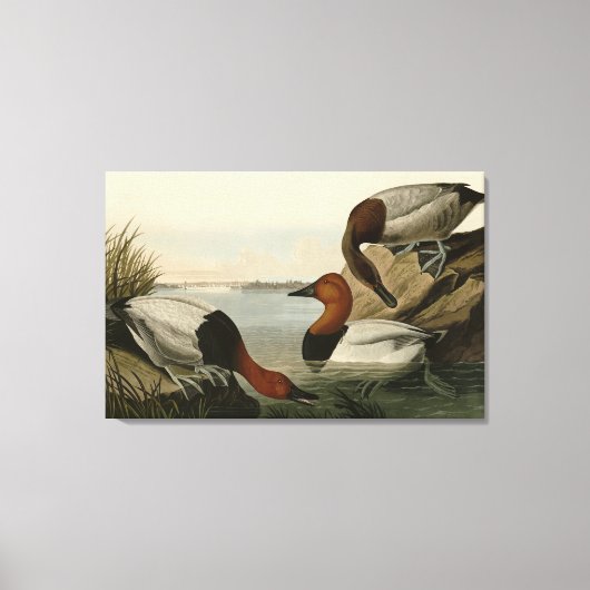 Canvas backed Duck from Audubon's Birds of America キャンバスプリント (正面)