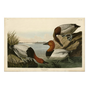 Canvas backed Duck from Audubon's Birds of America フォトプリント