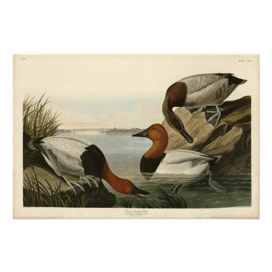 Canvas backed Duck from Audubon's Birds of America フォトプリント (正面)