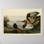 Canvas backed Duck from Audubon's Birds of America ポスター (正面)