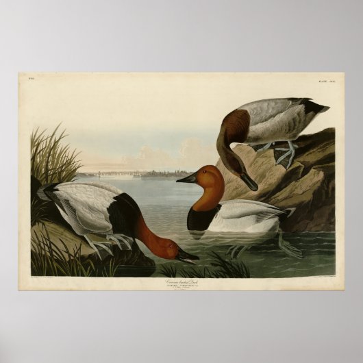 Canvas backed Duck from Audubon's Birds of America ポスター (正面)