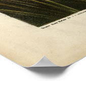 Canvas backed Duck from Audubon's Birds of America ポスター (角)