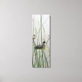 Canvas Print - American Coot in Reeds キャンバスプリント