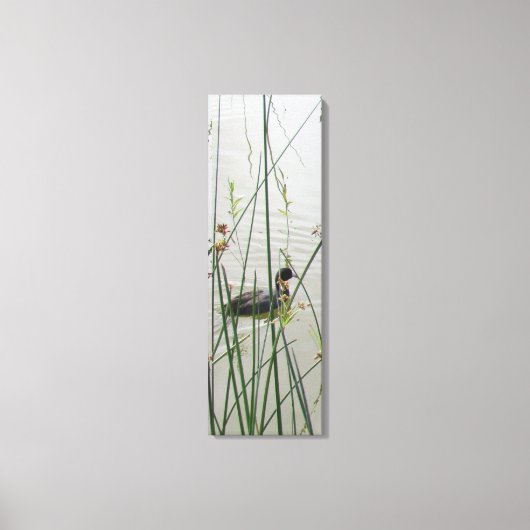 Canvas Print - American Coot in Reeds キャンバスプリント (正面)