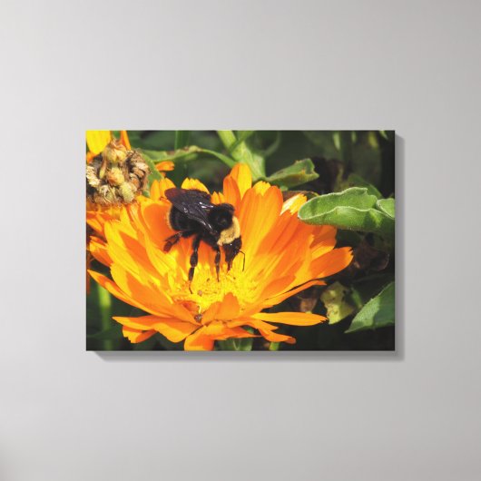 Canvas Print - Calendula and Bee キャンバスプリント (正面)