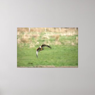 Canvas print of a Red Kite in Flight キャンバスプリント