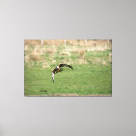 Canvas print of a Red Kite in Flight キャンバスプリント (正面)