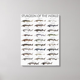 CANVAS PRINT - STURGEON OF THE WORLD キャンバスプリント