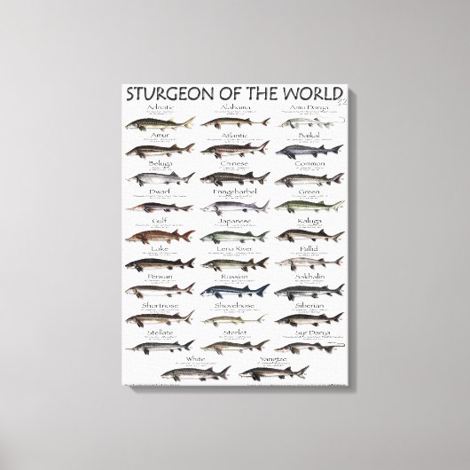 CANVAS PRINT - STURGEON OF THE WORLD キャンバスプリント (正面)