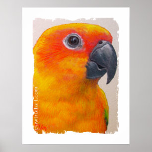 Canvas Print - Sun Conure ポスター