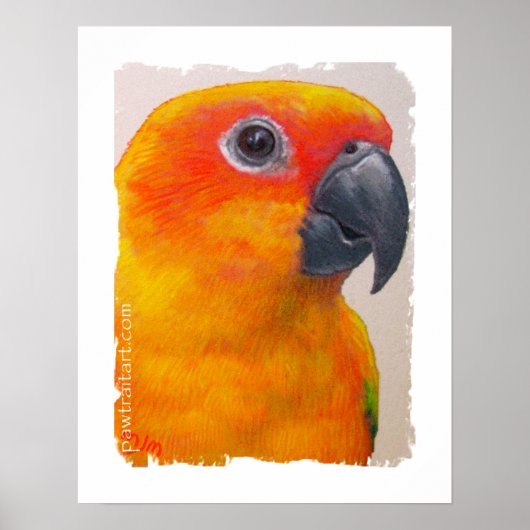 Canvas Print - Sun Conure ポスター (正面)