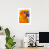 Canvas Print - Sun Conure ポスター (ホームオフィス)