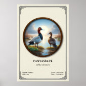 Canvasback動物学シリーズ ポスター (正面)