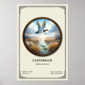 Canvasback Zoology Series Poster ポスター (正面)