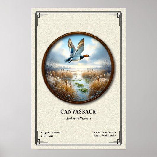 Canvasback Zoology Series Poster ポスター (正面)