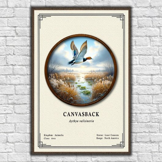 Canvasback Zoology Series Poster ポスター