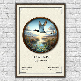 Canvasback Zoology Series Poster ポスター