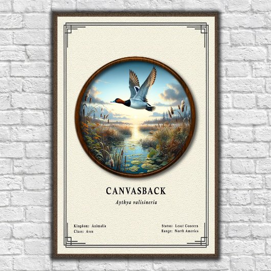 Canvasback Zoology Series Poster ポスター
