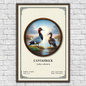 Canvasback Zoology Series Poster ポスター