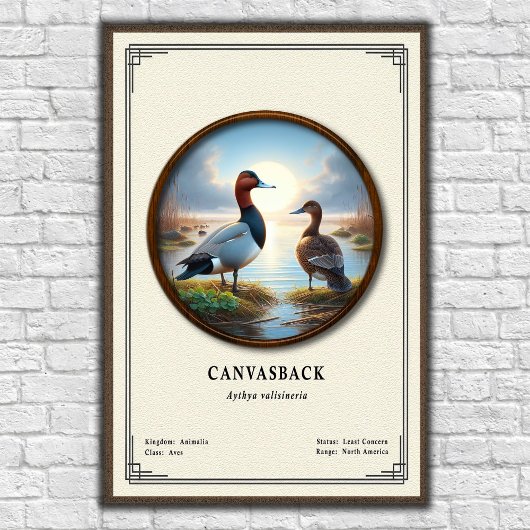 Canvasback Zoology Series Poster ポスター