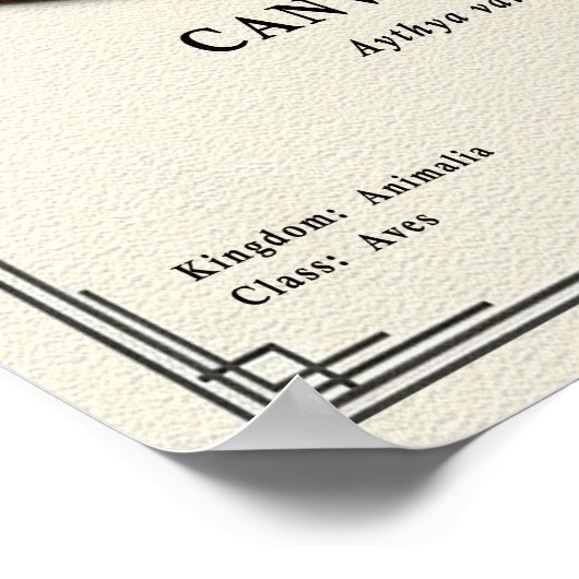 Canvasback Zoology Series Poster ポスター (角)