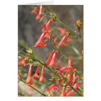 Canyon未知の花、王またはセコイア