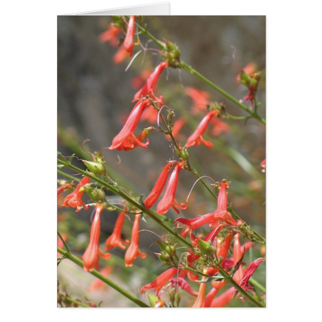 Canyon未知の花、王またはセコイア (正面)
