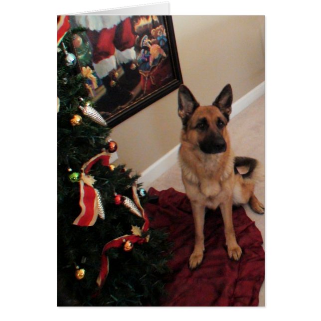 cão de pastor alemão de Natal (正面)