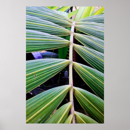 capa de pamonha ポスター (正面)