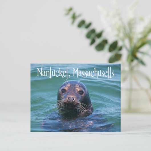 Cape Cod, Nantucket, Massachusetts Sealはがき ポストカード (スタンド正面)