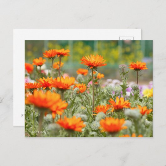 Cape Daisy [Postcard] ポストカード (正面/裏面)