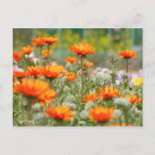 Cape Daisy [Postcard] ポストカード (正面)