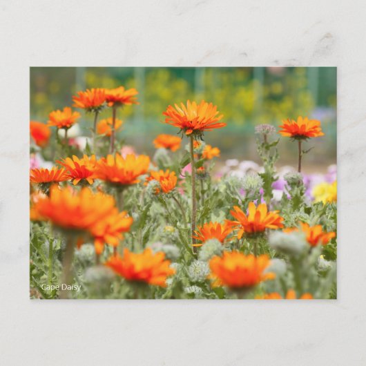Cape Daisy [Postcard] ポストカード (正面)