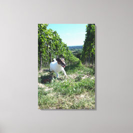 Capo von Oppenheim、ジャック・ラッセル・テリアー、犬 キャンバスプリント