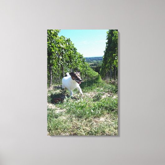 Capo von Oppenheim、ジャック・ラッセル・テリアー、犬 キャンバスプリント (正面)