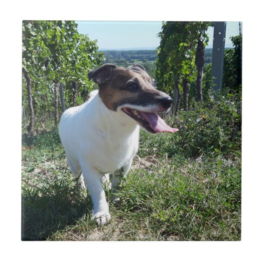 Capo von Oppenheim Jack Russell Terier、ドッグ タイル (正面)